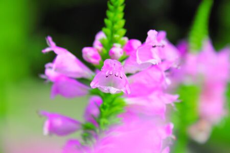 Pink flowerの写真素材