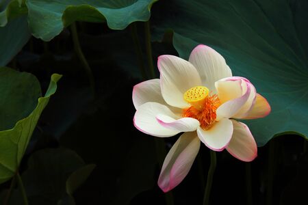 Lotus flowerの写真素材