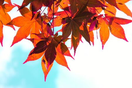 japanese maple treeの写真素材