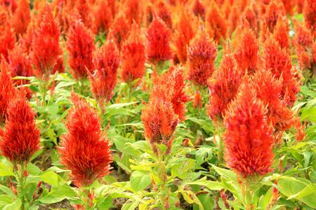 red flower fieldの写真素材