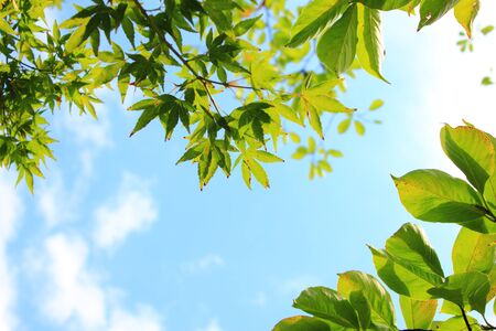 Green leaves in the skyの写真素材