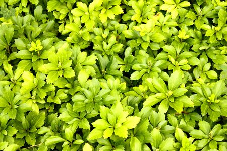 green fieldの写真素材