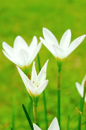 white lilyの写真素材