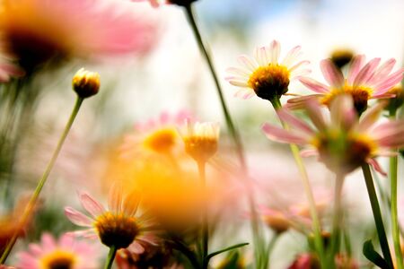 pink daisyの写真素材