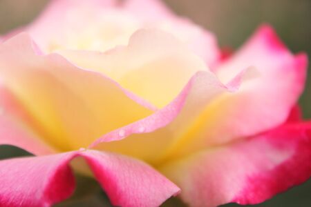 Pink roseの写真素材