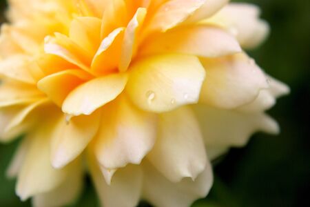 Yellow roseの写真素材