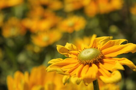 sunflowerの写真素材