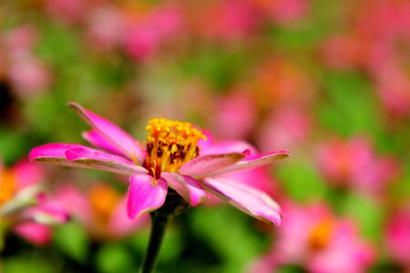 Pink daisyの写真素材