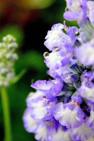 Lavenderの写真素材