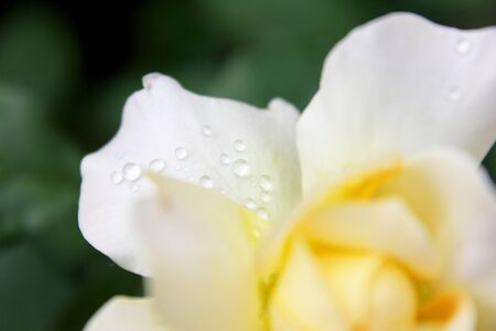 White roseの写真素材