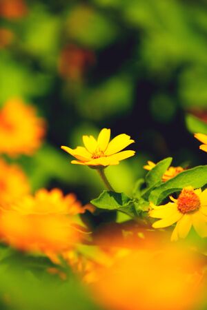 Yellow daisyの写真素材