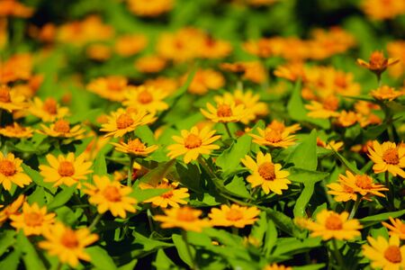 Yellow daisy