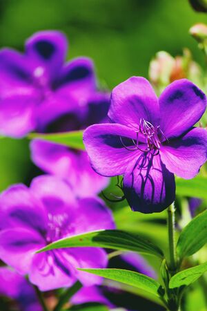 Purple flowerの写真素材