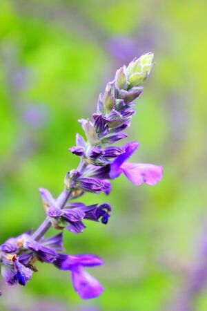 Lavenderの写真素材