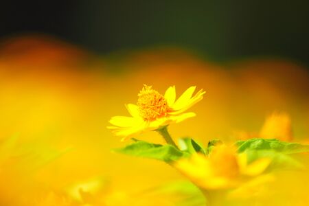 Yellow daisyの写真素材