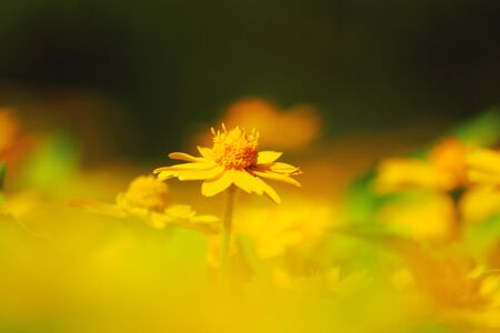 Yellow daisyの写真素材
