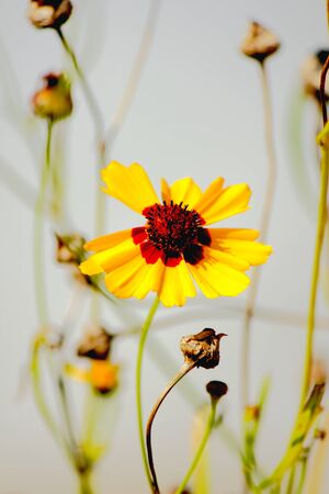 Yellow daisyの写真素材
