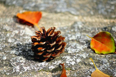 Pine tree