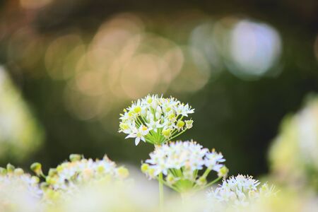 Chive's flowerの写真素材