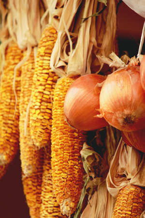 Onion and cornの写真素材