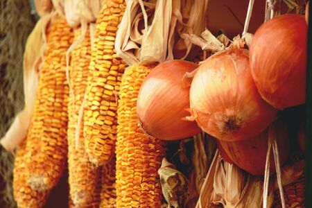 Onion and cornの写真素材