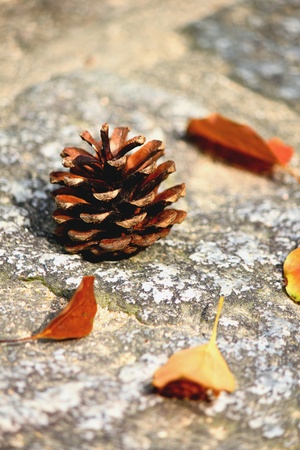 Pineconeの写真素材