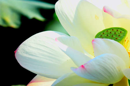 Lotus flowerの写真素材