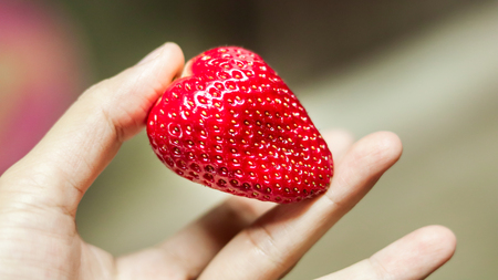 Fresh strawberries in your hand.の写真素材