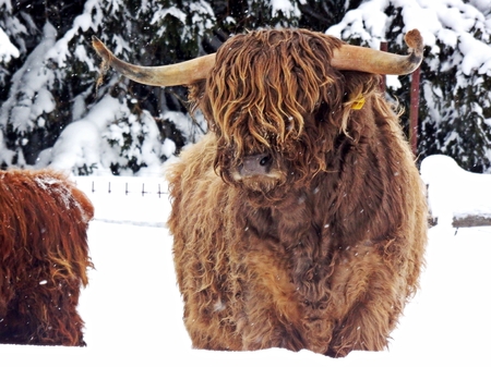 scottish highland cattle in winter scenery with snow falling from the skyの写真素材