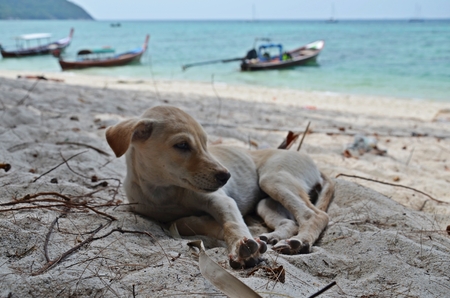 cute little puppy lying on the beach of ko lipe island, thailandの写真素材