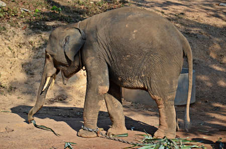 indian elephant baby eating leaves in thai island ko lantaの写真素材