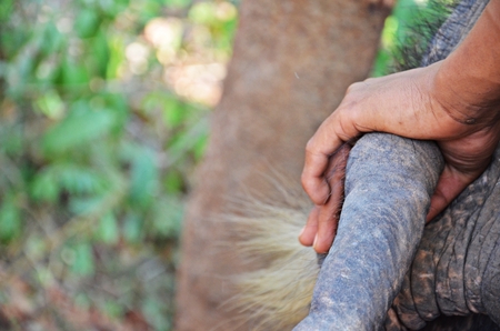 detail of mahout holding ear of his elephant, thailandの写真素材
