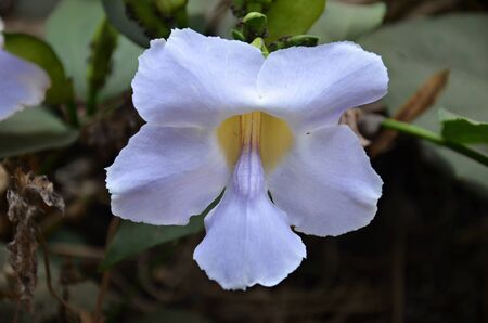 detail of white exotic flower on a background of leavesの写真素材
