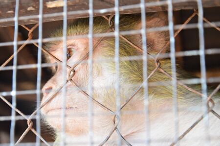 macaque monkey with sad eyes captured in a cageの写真素材