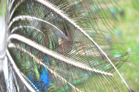 detail of peacocks back side featherson the grass backgroundの写真素材