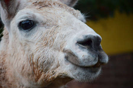 detail of curious lama head living in capture in czech republicの写真素材