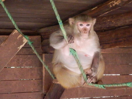 macaque monkey with sad eyes sitting on a rope in captivityの写真素材