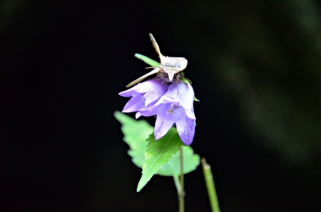 detail of butterfly sitting on a purple bellflower with black backgroundの写真素材