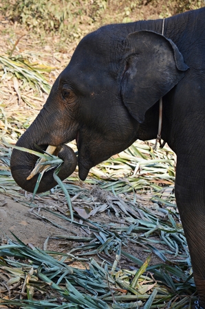 detail of indian elephant baby eating leaves in thailandの写真素材