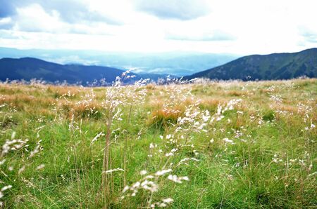 detail of grass blowing in the wind and low tatras mountains on a backgroundの写真素材