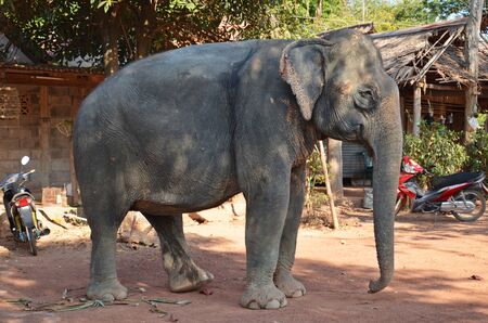 side profile of an indian elephant in thailandのeditorial素材