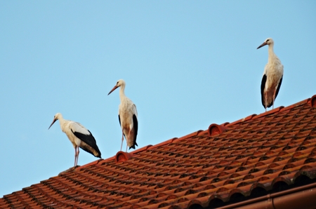 three storks on the red roof in slovakiaの写真素材