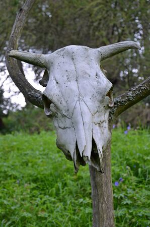 skull of the dead animal hanging on the treeの写真素材