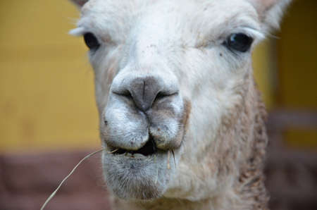 detail of curious lama head chewing a blade of grassの写真素材