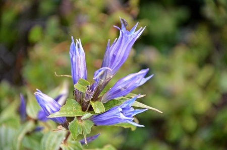detail of gentian, protected flower in slovakian low tatras mountainの写真素材