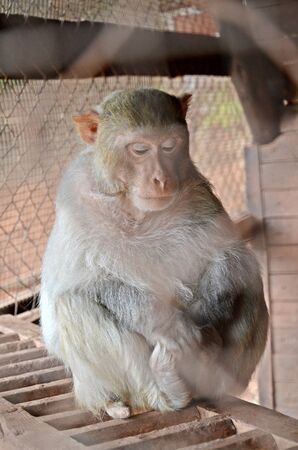 macaque monkey with sad eyes sitting on a rope in captivityの写真素材