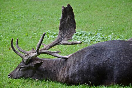 fallow deer calmly resting on a grassの写真素材