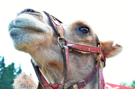 detail of the head of camel with decorationsの写真素材