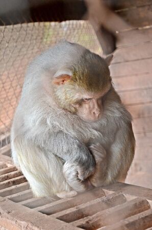 sad macaque monkey sitting on a ladder in captivityの写真素材