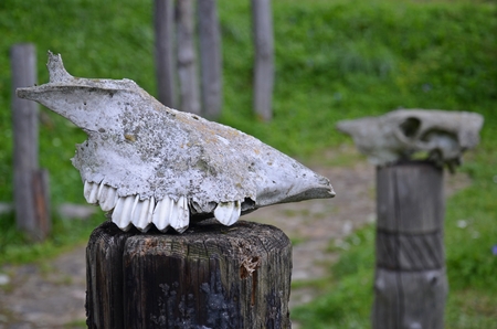 two animal skulls on a pole in slovakian medieval settlementの写真素材